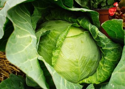 Cabbage and 40 Protected Products
